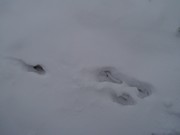 Výprava do zimního lesa